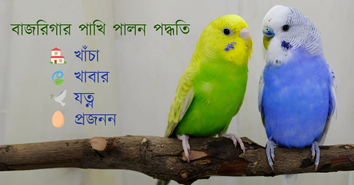 বাজরিগার পাখি পালন পদ্ধতি খাঁচা, খাবার, যত্ন ও প্রজননের পূর্ণাঙ্গ নির্দেশিকা